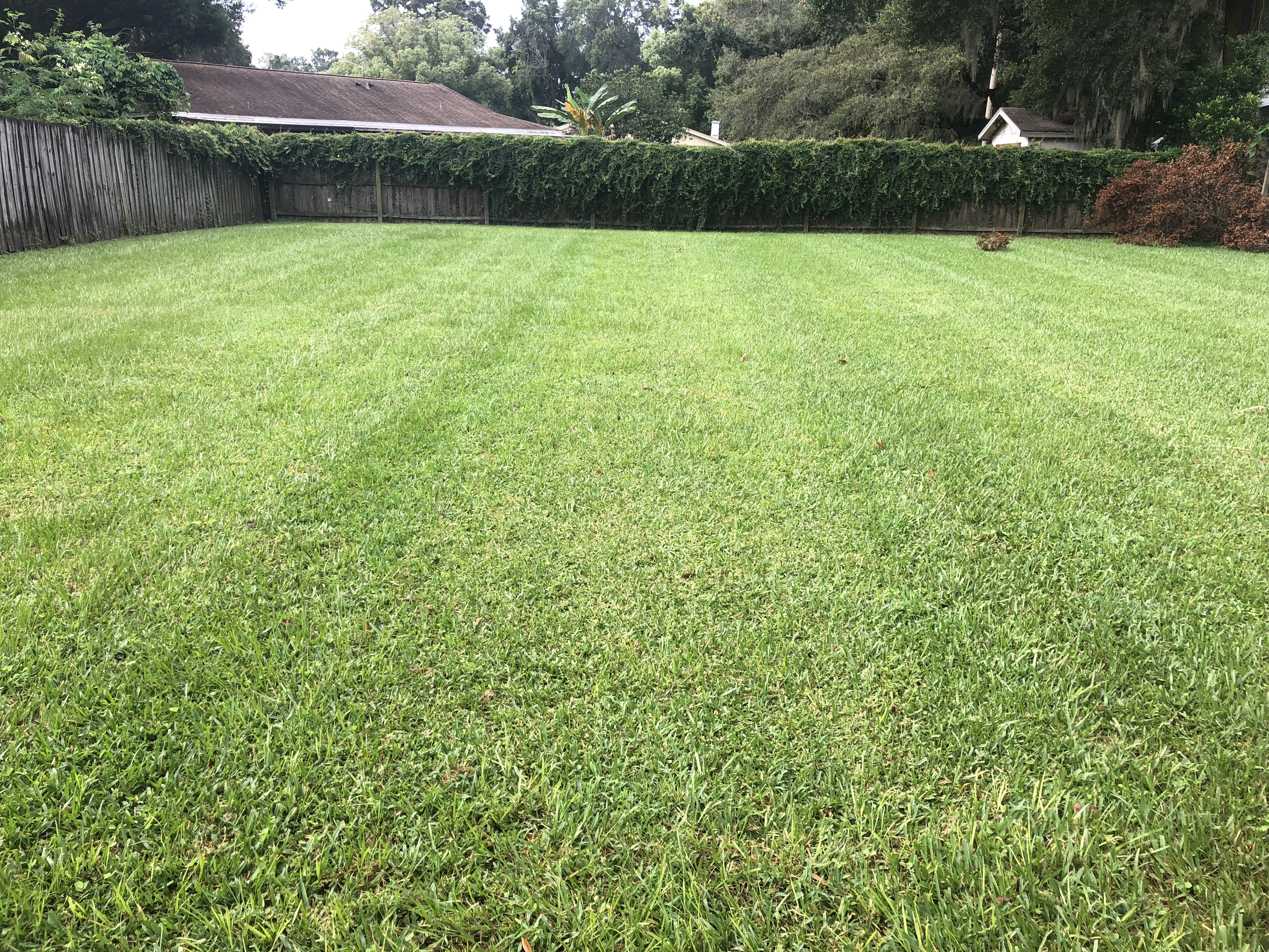 Large fenced backyard freshly mowed with a trimmed hedge line